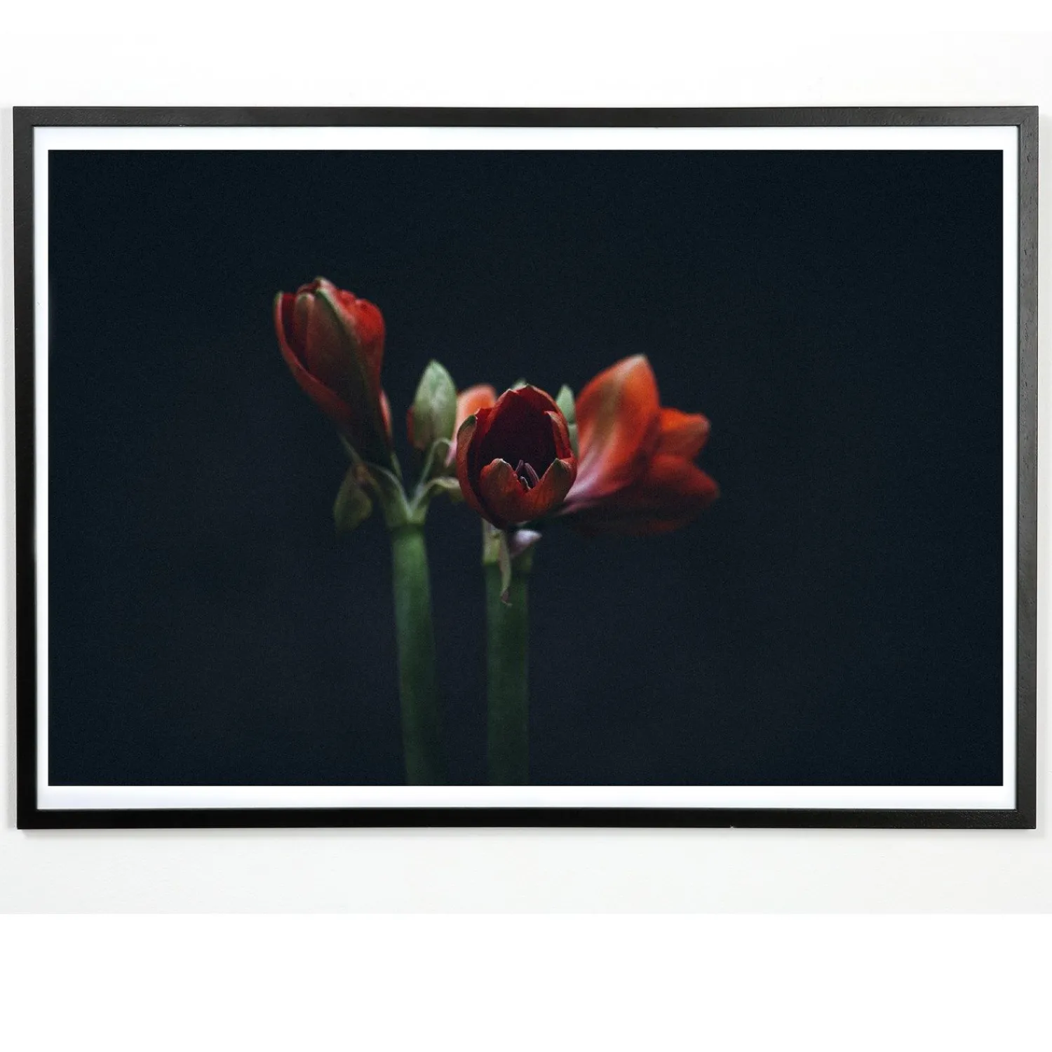 Best Applicata - Plakat - Dark red - Fotoplakat - 30x40 cm