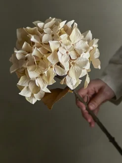 Hot Bloomingville - Hydrangea Kunstig stilk - Hvid