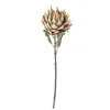 Clearance Bloomingville - Protea Kunstig stilk - Natur
