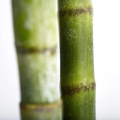 Online Lene Bjerre - Flora kentia palme H185 cm. grøn