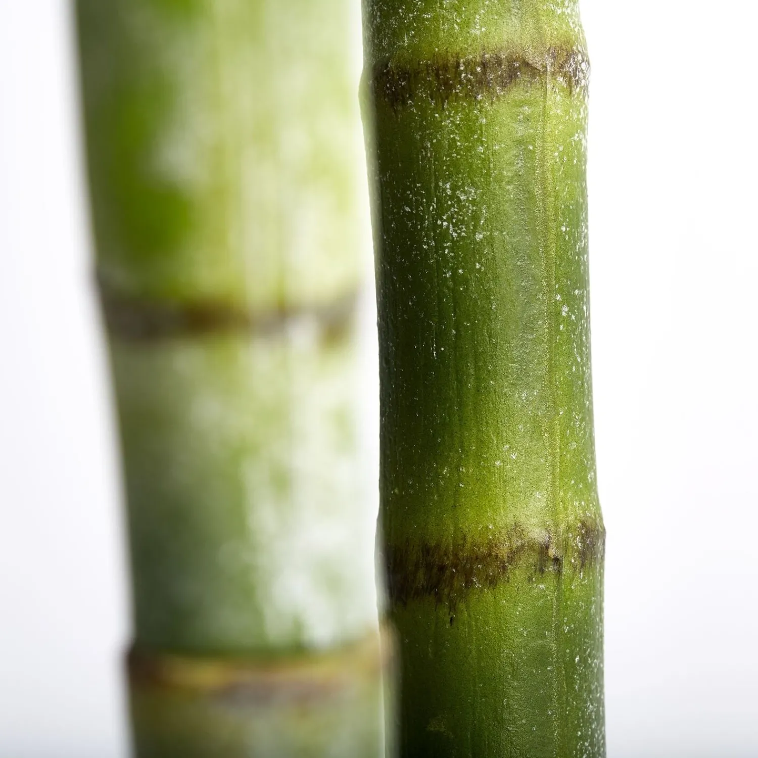 Online Lene Bjerre - Flora kentia palme H185 cm. grøn