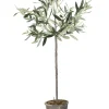 Best Lene Bjerre - Oliventræ Flora - 73 cm.
