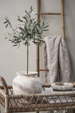 Best Lene Bjerre - Oliventræ Flora - 73 cm.