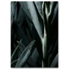 Outlet Martin Moore plakat - Plants plakat Blue Succulent 1 A3