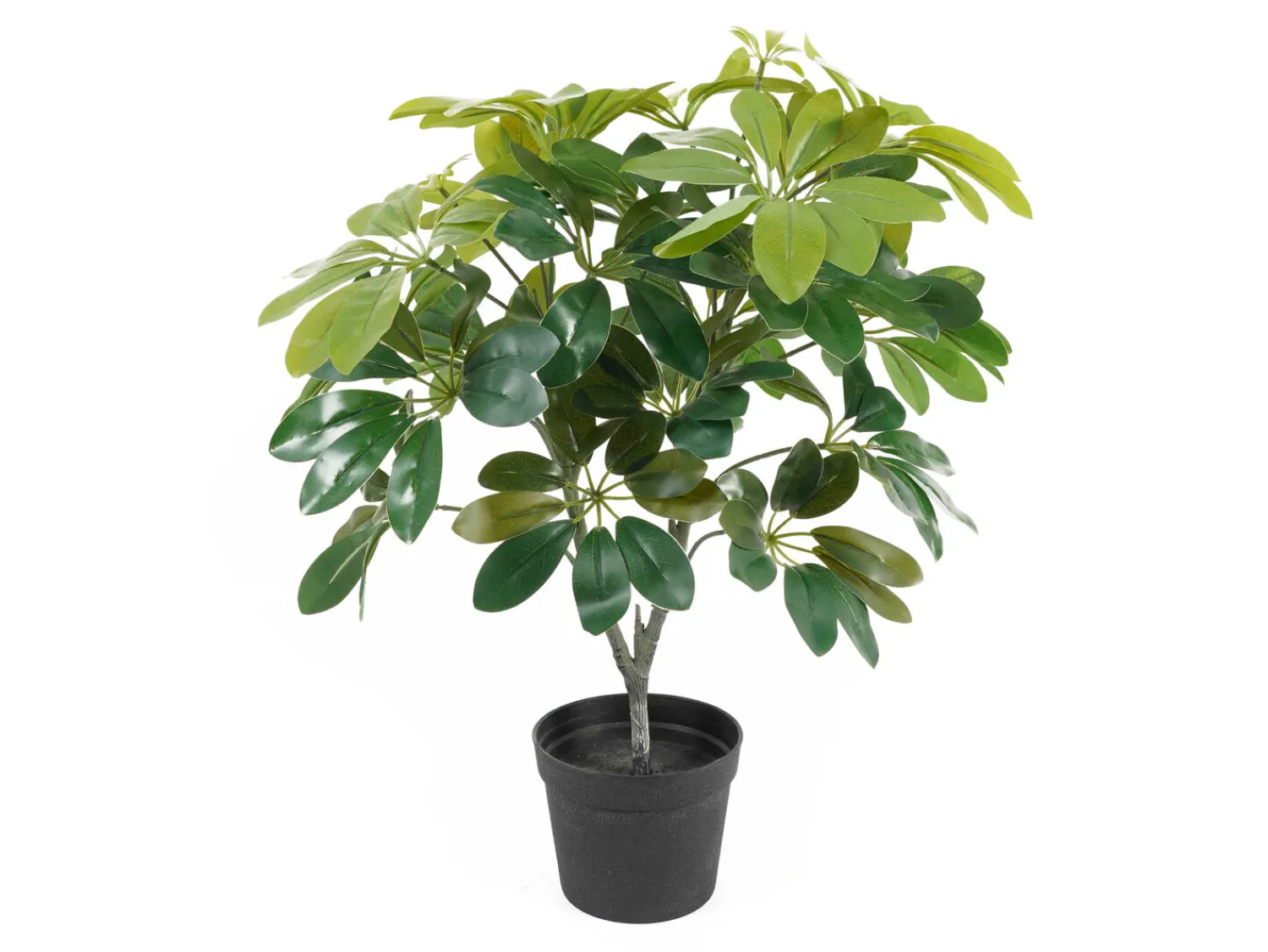 Clearance Present time - Artificial plant Shefflera green