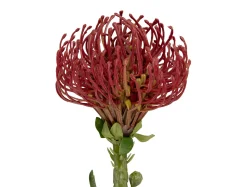 Best Present time - Artificial plant Protea Flower large burgundy red