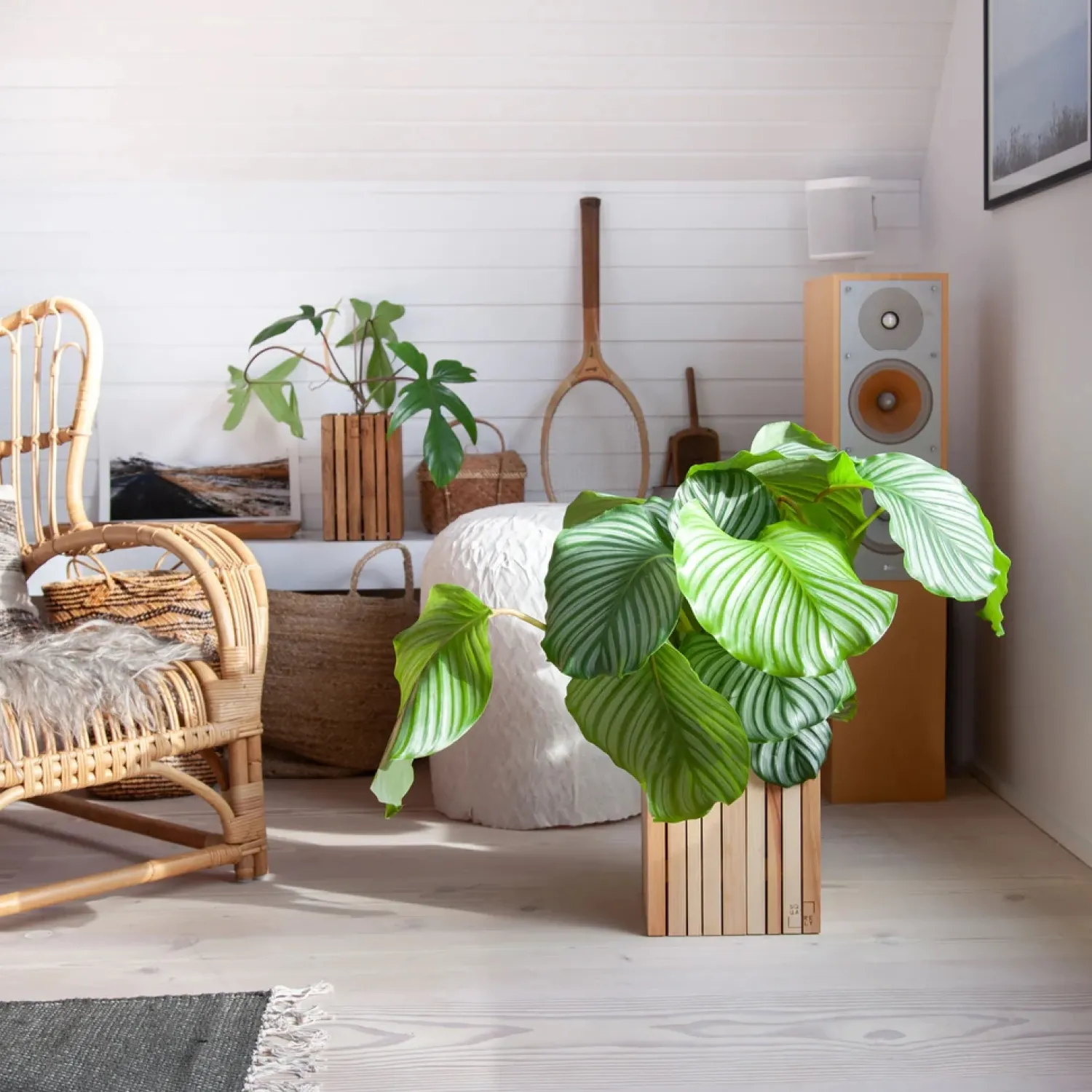 Clearance Squarely Copenhagen - Plantekasse - GrowON - Ask Natur