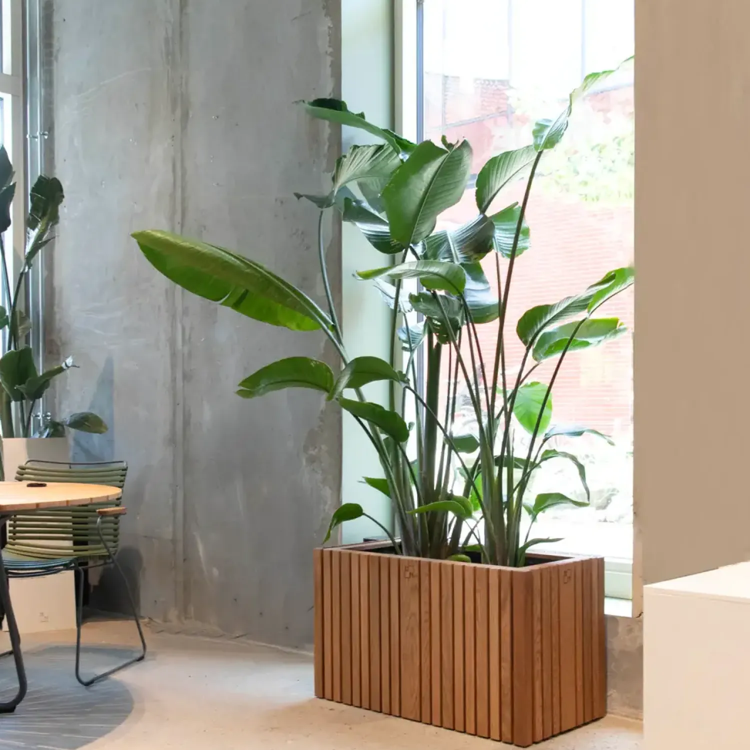 Hot Squarely Copenhagen - Plantekasse - GrowLARGE - Mørk Eg - 90x45x52cm