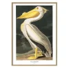 New The Dybdahl - Plakat 30x40 cm. - American White Pelican - Papir