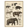 Discount The Dybdahl - Plakat 30x40 cm. - Animalia #5101 - Papir