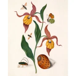 Hot The Dybdahl - Plakat 30x40 cm - Orange Lillies, Insects and a Shell - Papir
