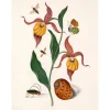 Clearance The Dybdahl - Plakat 50x70 cm - Orange Lillies, Insects & a Shell - Papir